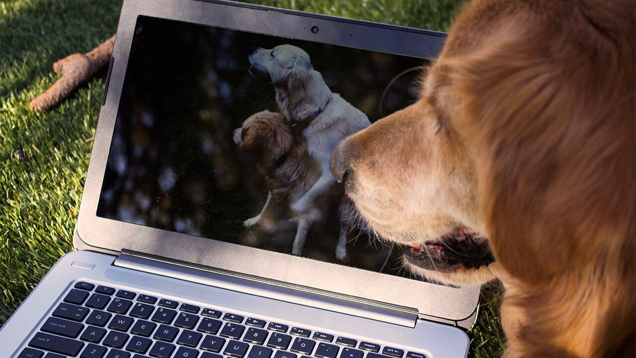 Adult entertainment videos: Where to watch them online safely?