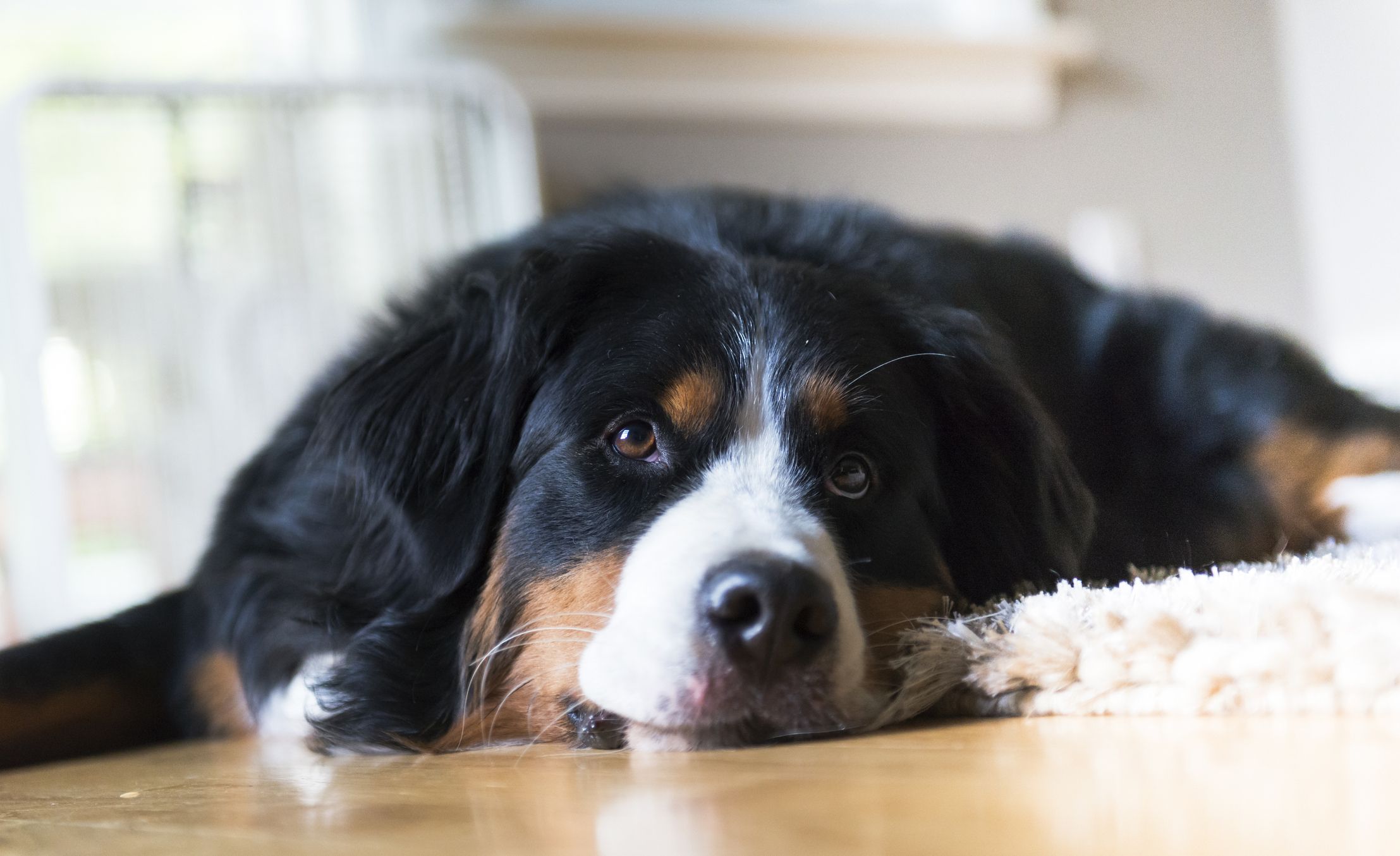 Entertainment Dog Breed Price: Get the Latest Price of Popular Breeds